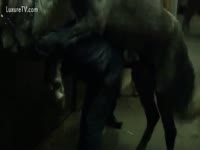 Beastiality Porn Film - A Horse gets delight by giving magnitude to the fuck of anal